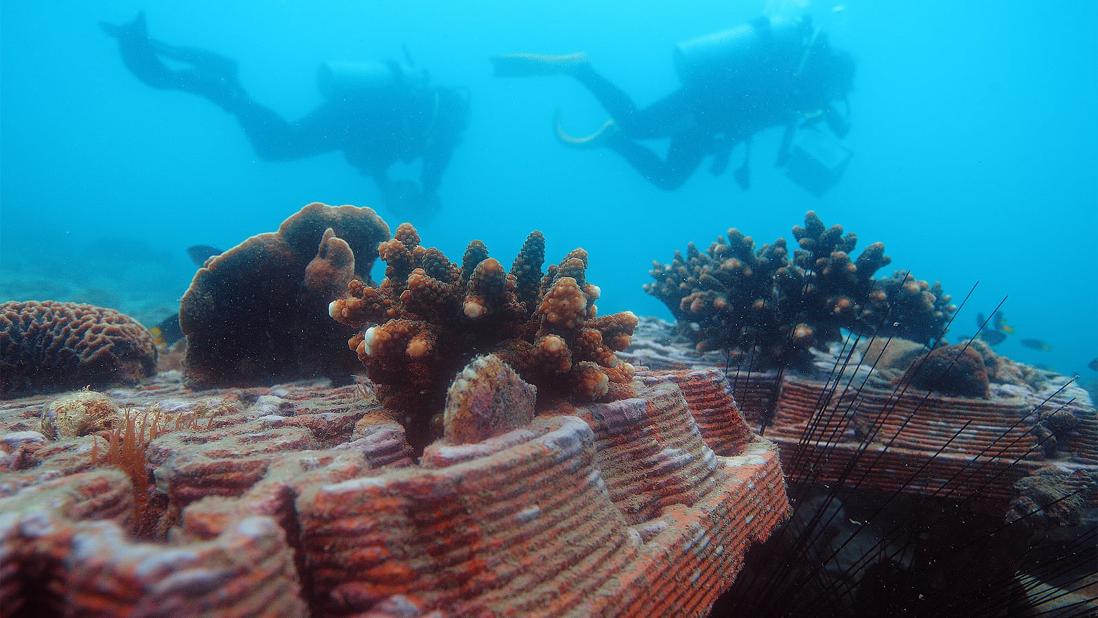 Divers surveying 3D-printed terracotta reef tiles deployed underwater